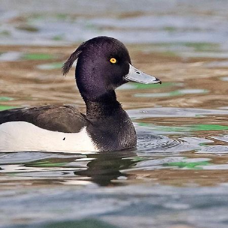 Fewo Im Naturschutzgebiet Hiddenhausen Eksteriør bilde