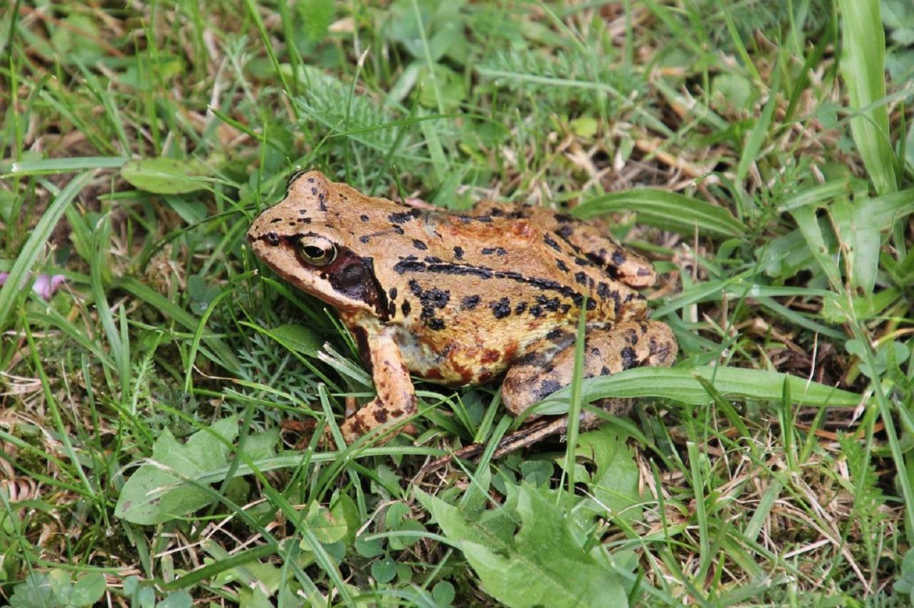 Fewo Im Naturschutzgebiet Hiddenhausen Eksteriør bilde