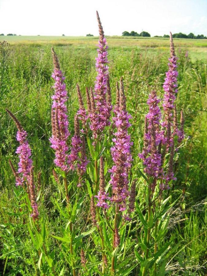 Fewo Im Naturschutzgebiet Hiddenhausen Eksteriør bilde